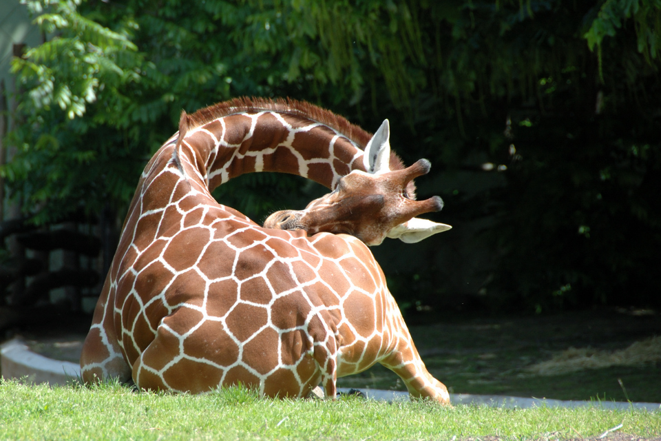 Giraffe resting